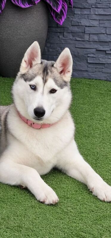 Female huskys &pound;&pound;400