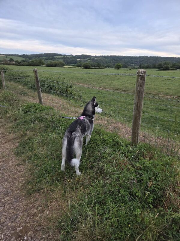 Female siberian husky