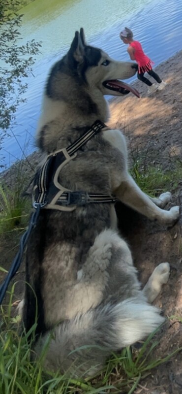 Female Siberian Husky