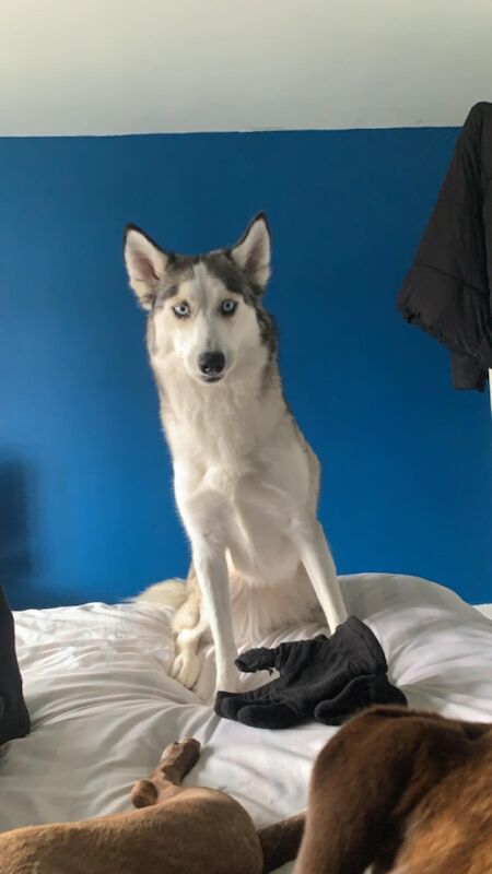 Female Siberian Husky for sale in Winsford, Cheshire | Image 2