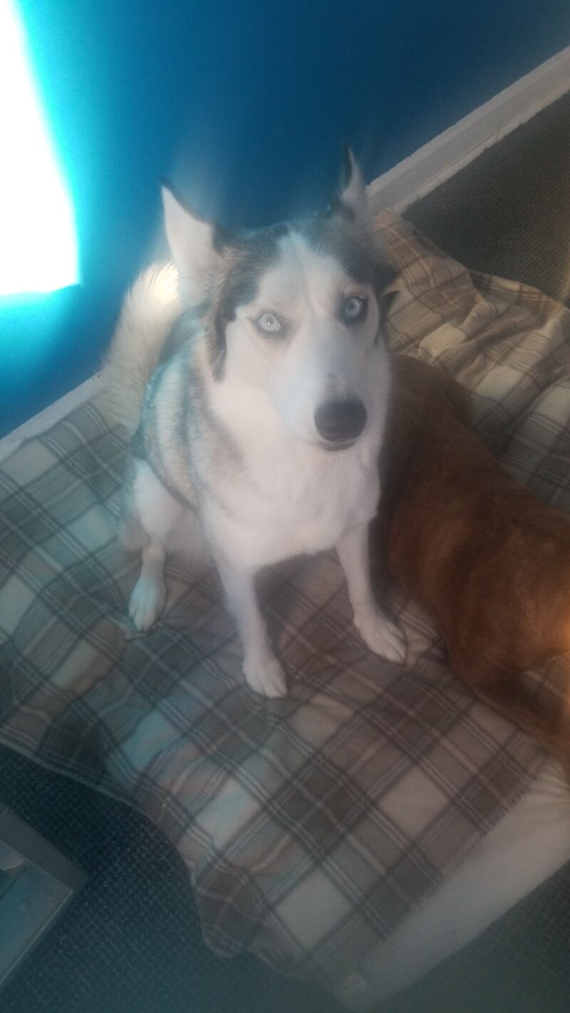 Female Siberian Husky for sale in Winsford, Cheshire | Image 3