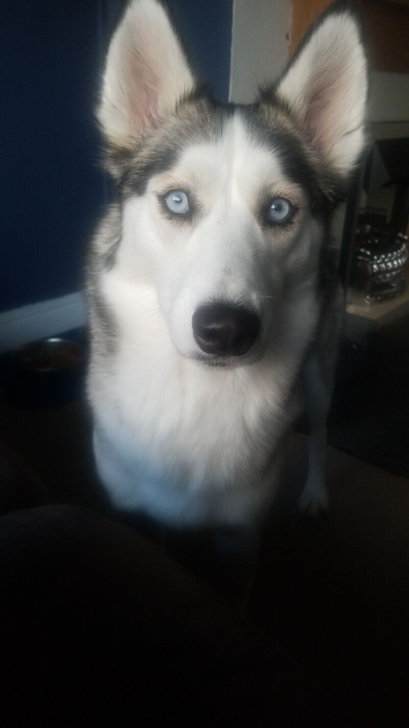 Female Siberian Husky for sale in Winsford, Cheshire | Image 4