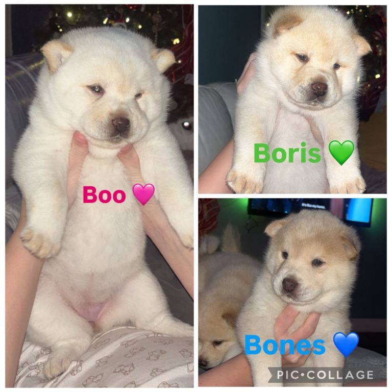 Siberian Husky puppies for sale in Newcastle upon Tyne, Tyne and Wear – 7 weeks old