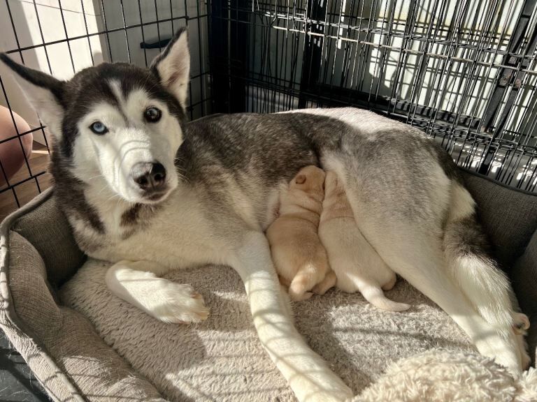Siberian Husky puppies for sale in Newcastle upon Tyne, Tyne and Wear – 7 weeks old - Image 2 of 5
