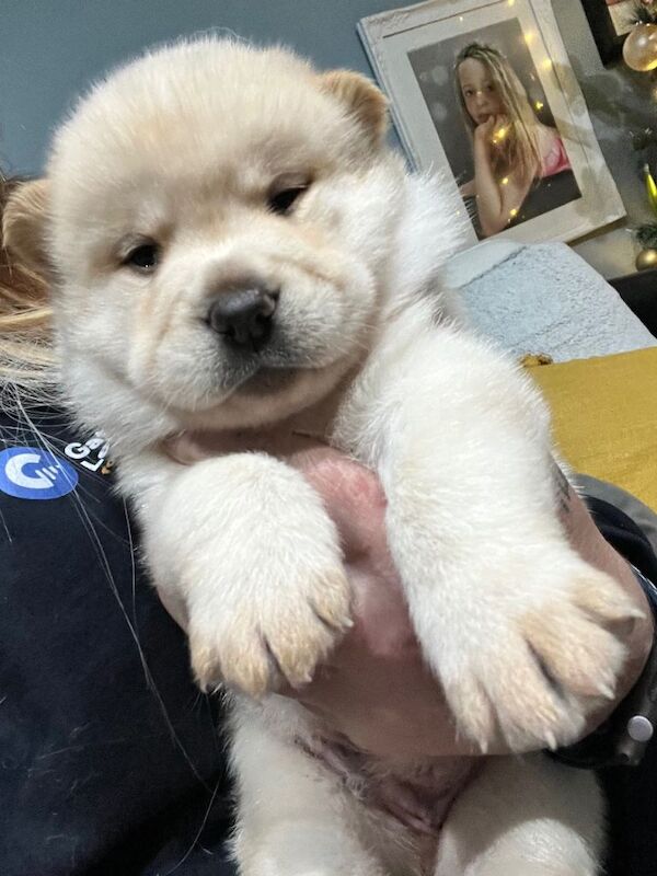 Siberian Husky puppies for sale in Newcastle upon Tyne, Tyne and Wear – 7 weeks old - Image 3 of 5