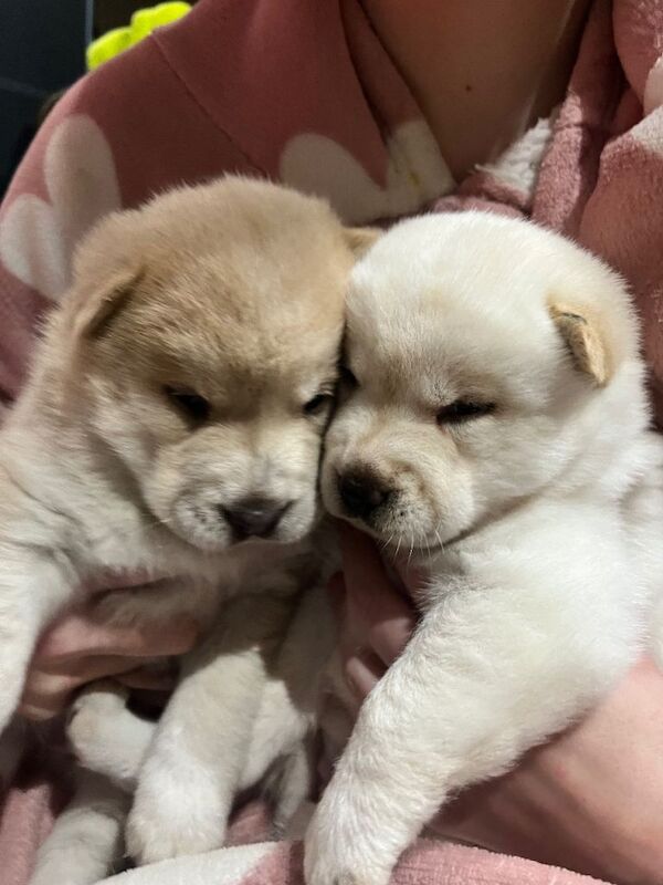 Siberian Husky puppies for sale in Newcastle upon Tyne, Tyne and Wear – 7 weeks old - Image 4 of 5