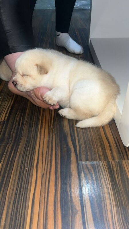 Siberian Husky puppies for sale in Newcastle upon Tyne, Tyne and Wear – 7 weeks old - Image 5 of 5