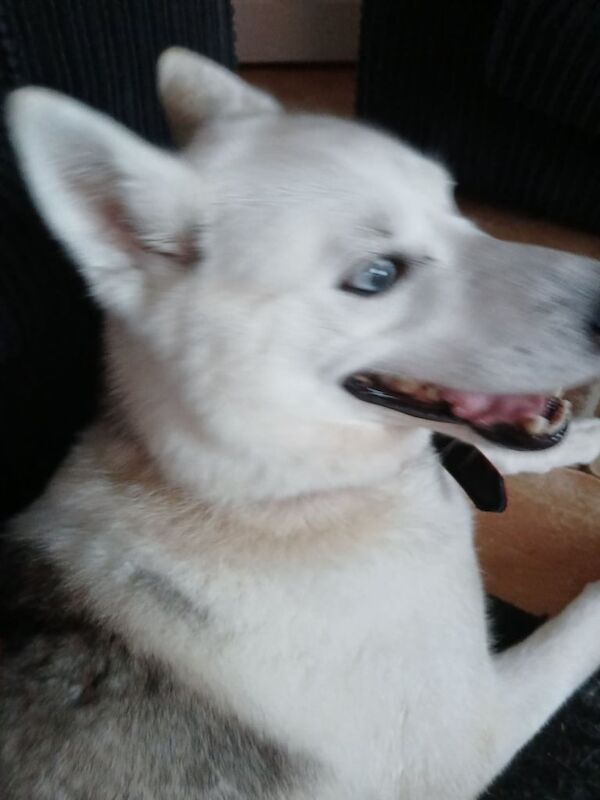 Siberian Husky puppies for sale in Sandwell, West Midlands – 4 years old