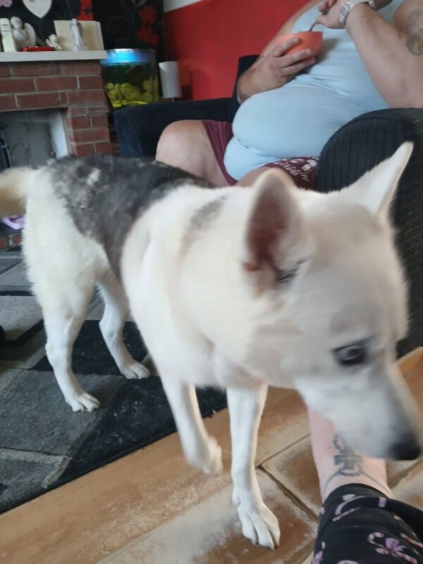 Siberian Husky puppies for sale in Sandwell, West Midlands – 4 years old - Image 2 of 2