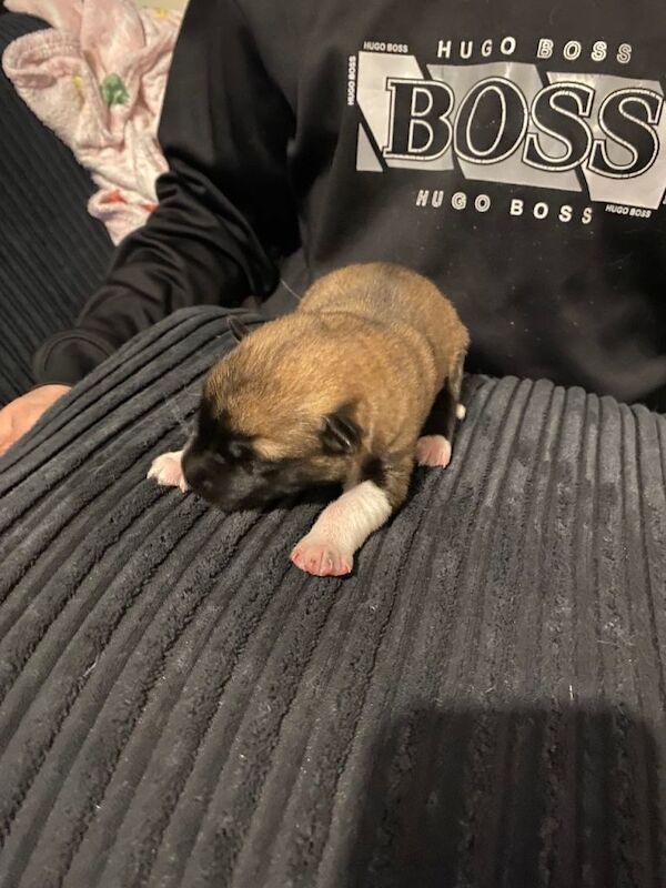 Siberian Husky puppies for sale in Stevenage, Hertfordshire – 4 days old