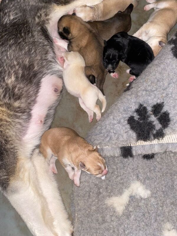 Siberian Husky puppies for sale in Stevenage, Hertfordshire – 1 week old - Image 2 of 5
