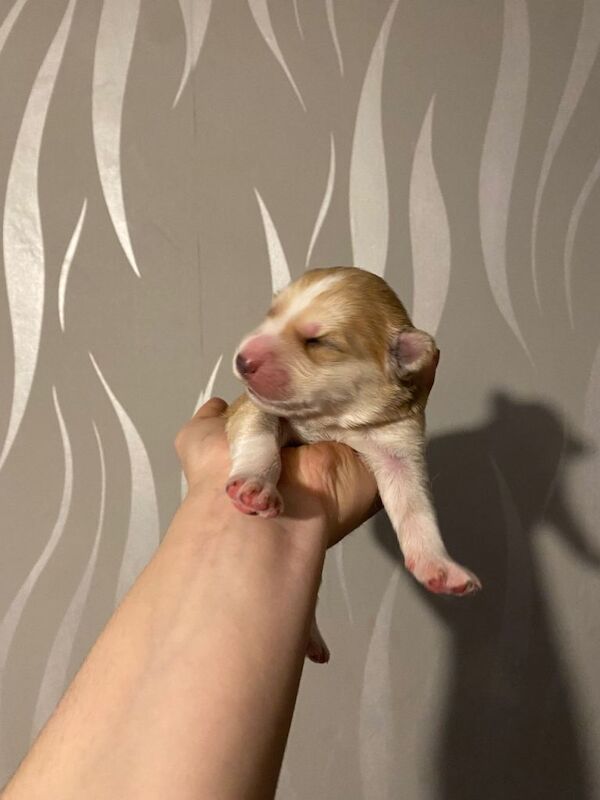 Siberian Husky puppies for sale in Stevenage, Hertfordshire – 1 week old - Image 3 of 5