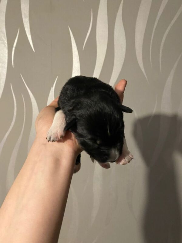 Siberian Husky puppies for sale in Stevenage, Hertfordshire – 1 week old - Image 4 of 5