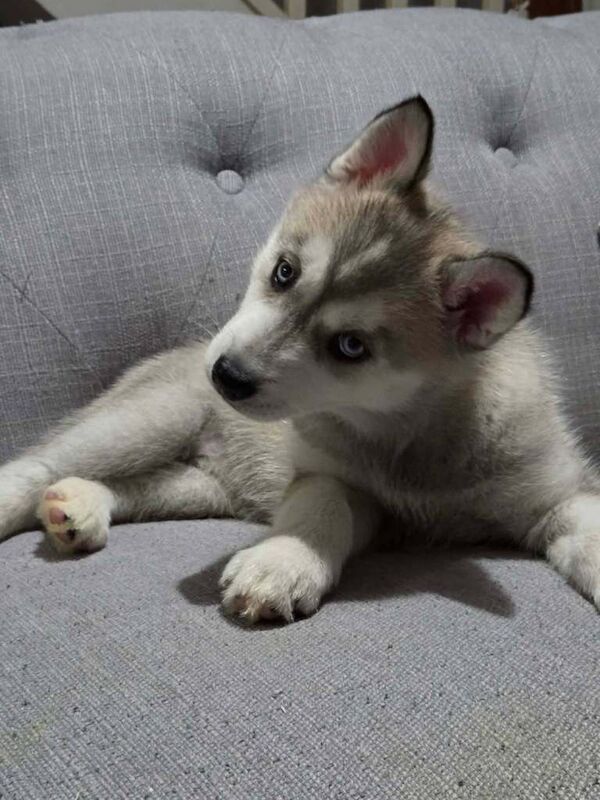 Husky Puppies For Sale