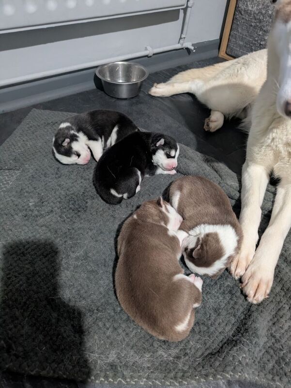 Husky Puppies For Sale