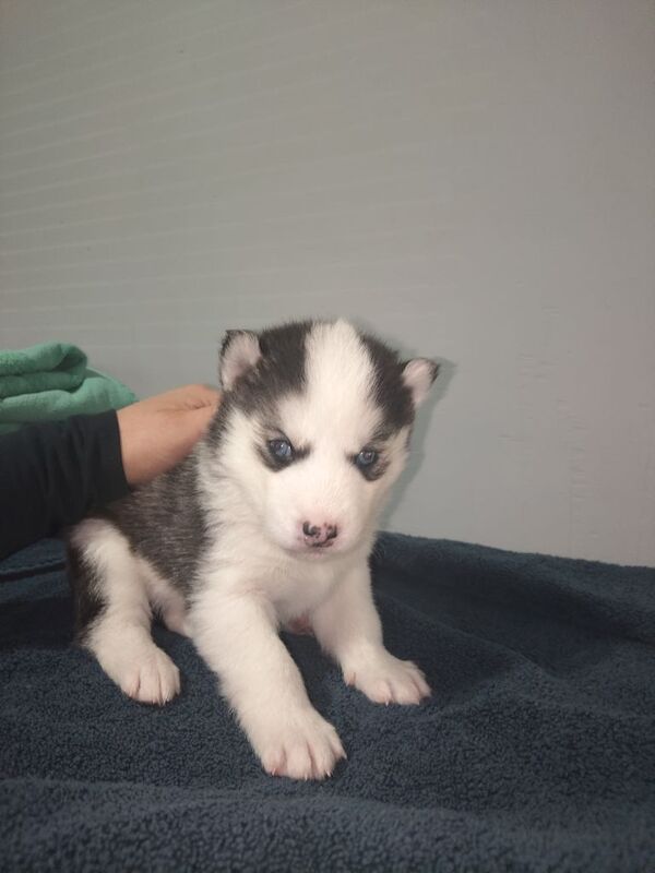 Gorgeous Husky pups - Image 2 of 4