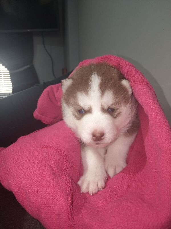 Gorgeous Husky pups - Image 3 of 4