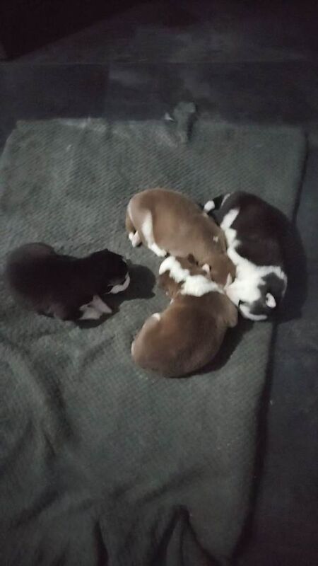 Gorgeous Husky pups - Image 4 of 4