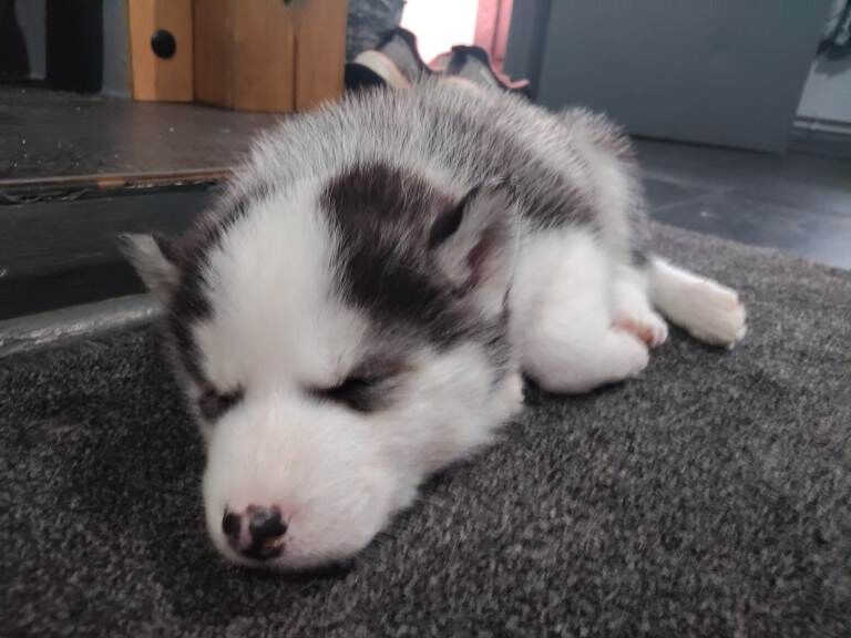 Gorgeous Male husky pup