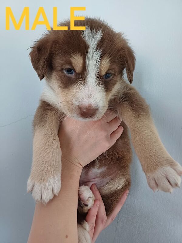 **Gorgeous unique huskypoos** for sale in Beeston, Nottinghamshire | Image 2