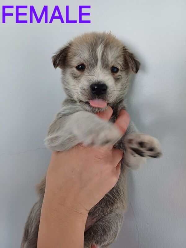 **Gorgeous unique huskypoos** for sale in Beeston, Nottinghamshire | Image 3