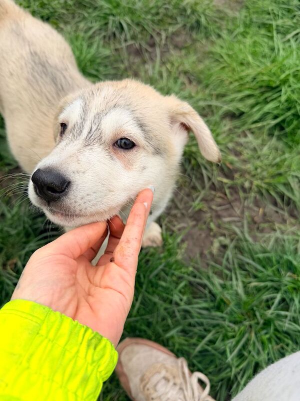 gorgoues husky puppies ready to leave now