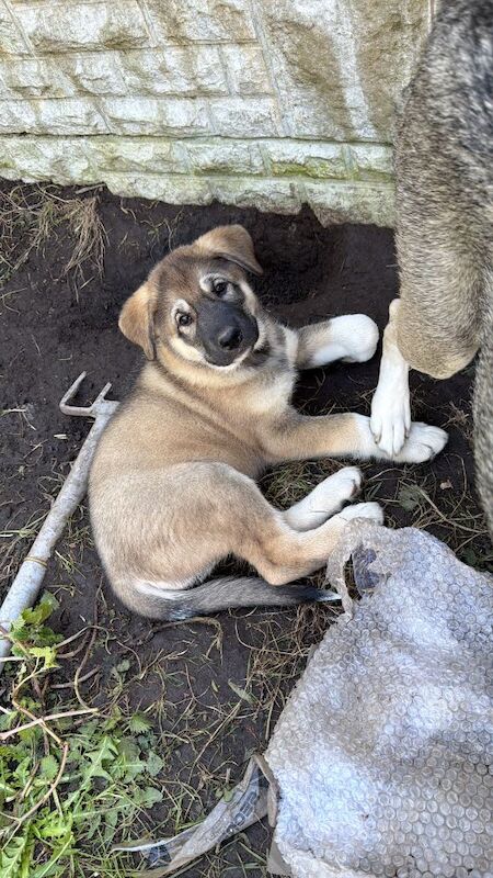 gorgoues husky puppies ready to leave now - Image 2 of 3