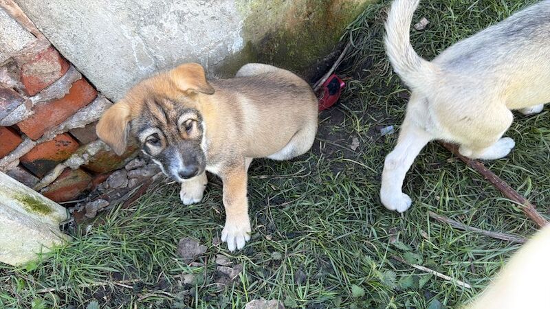 gorgoues husky puppies ready to leave now - Image 3 of 3