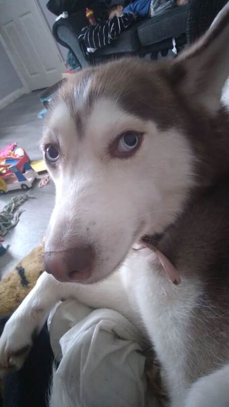 Siberian Husky puppies for sale in Sandiacre, Derbyshire – 2 years old - Image 2 of 3