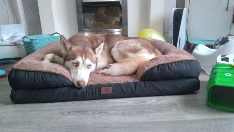 Siberian Husky puppies for sale in Sandiacre, Derbyshire – 2 years old - Image 3 of 3