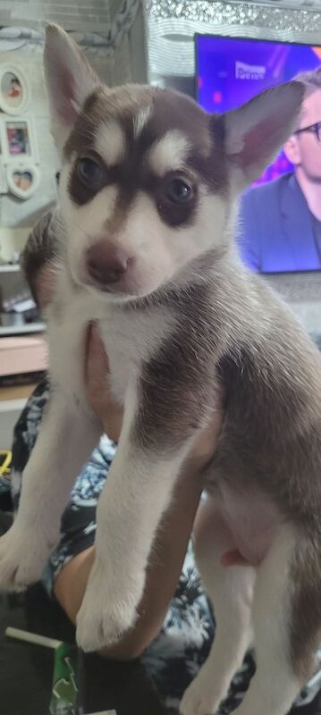 Siberian Husky puppies for sale in Newcastle upon Tyne, Tyne and Wear – 5 weeks old