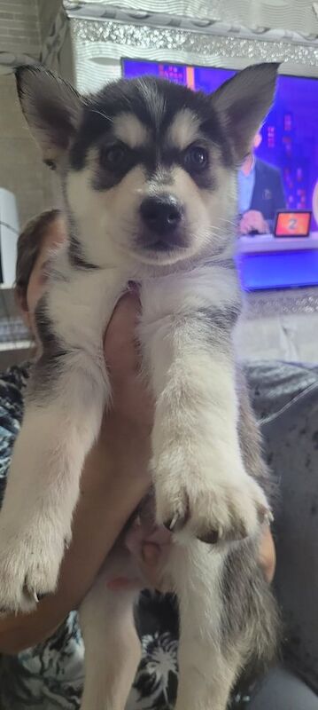Siberian Husky puppies for sale in Newcastle upon Tyne, Tyne and Wear – 5 weeks old - Image 2 of 5