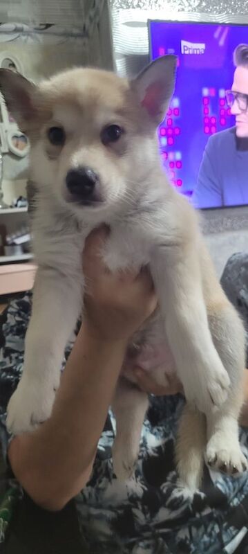 Siberian Husky puppies for sale in Newcastle upon Tyne, Tyne and Wear – 5 weeks old - Image 3 of 5