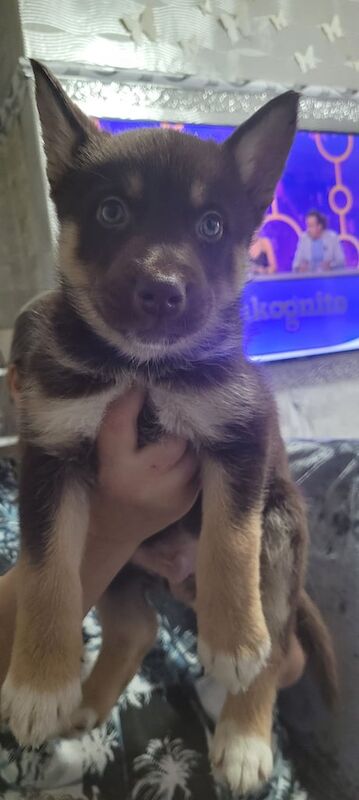 Siberian Husky puppies for sale in Newcastle upon Tyne, Tyne and Wear – 5 weeks old - Image 4 of 5