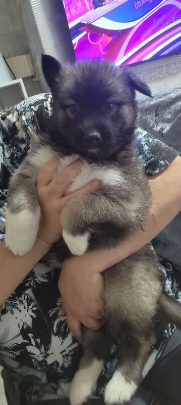 Siberian Husky puppies for sale in Newcastle upon Tyne, Tyne and Wear – 5 weeks old - Image 5 of 5