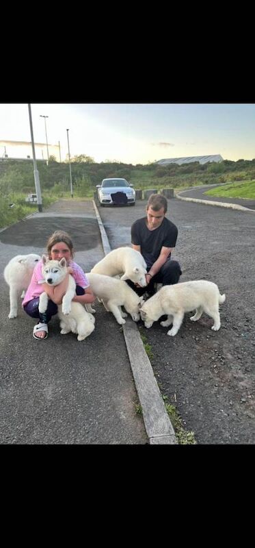 Siberian Husky Puppies For Sale Under £1,000