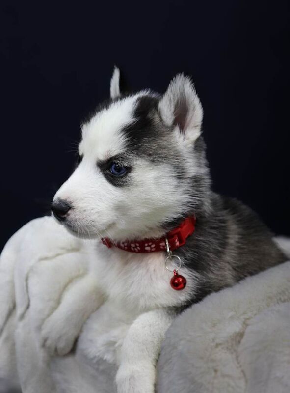Siberian Husky puppies for sale in Watton, Norfolk – 4 weeks old