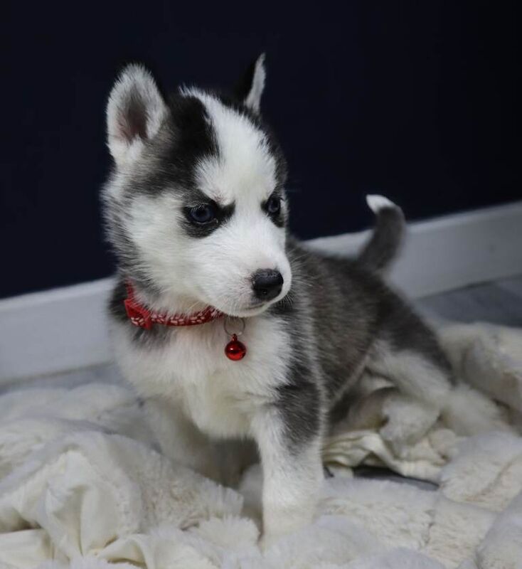 Siberian Husky puppies for sale in Watton, Norfolk – 4 weeks old - Image 2 of 4