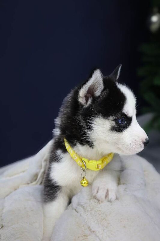 Siberian Husky puppies for sale in Watton, Norfolk – 4 weeks old - Image 3 of 4