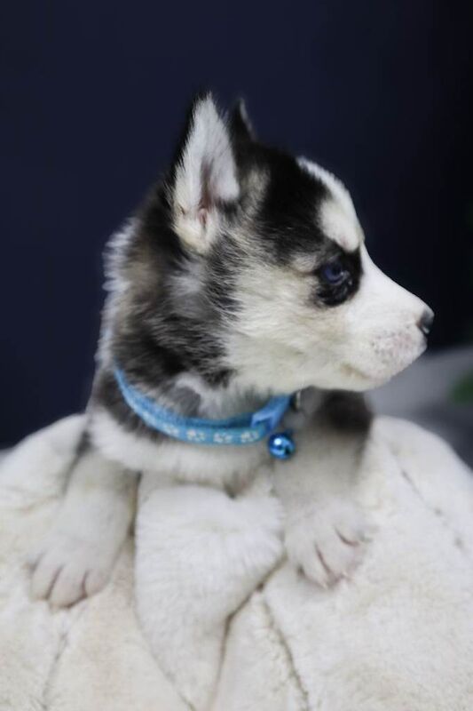 Siberian Husky puppies for sale in Watton, Norfolk – 4 weeks old - Image 4 of 4