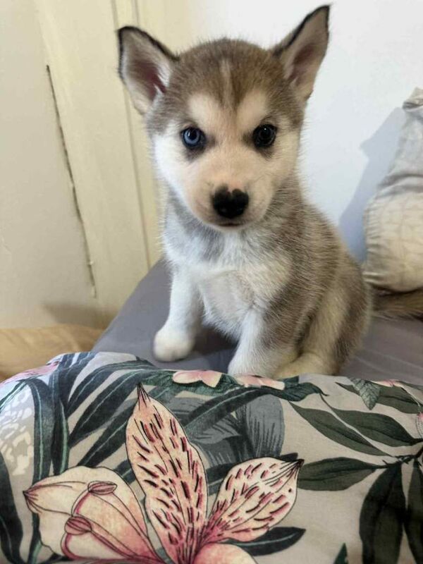 Siberian Husky puppies for sale in Machen, Caerphilly – 6 weeks old