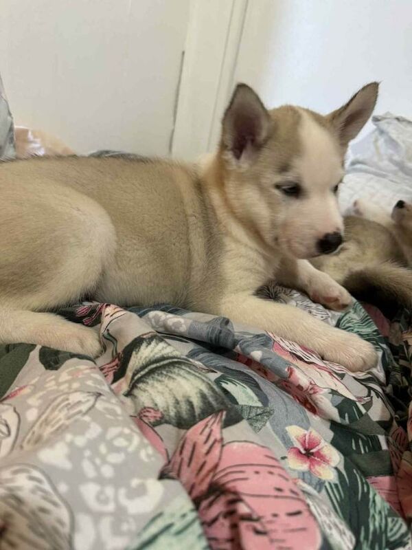 Husky Puppies For Sale