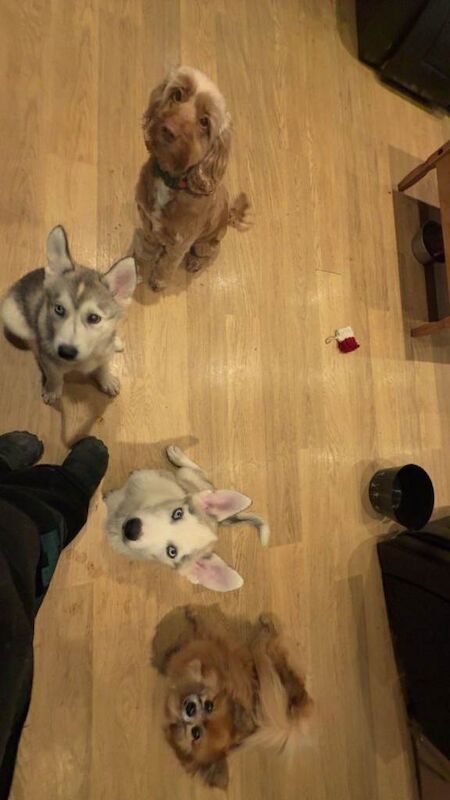 Huskies puppies