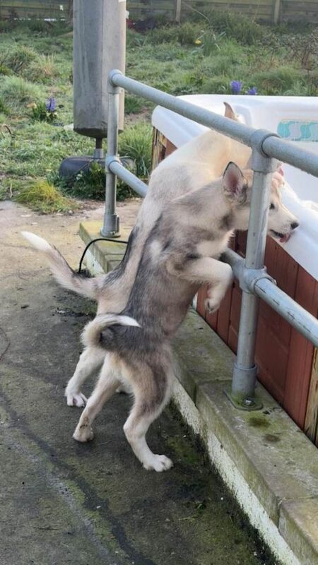 Huskies puppies - Image 2 of 5