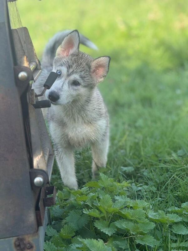 Huskies puppies - Image 3 of 5