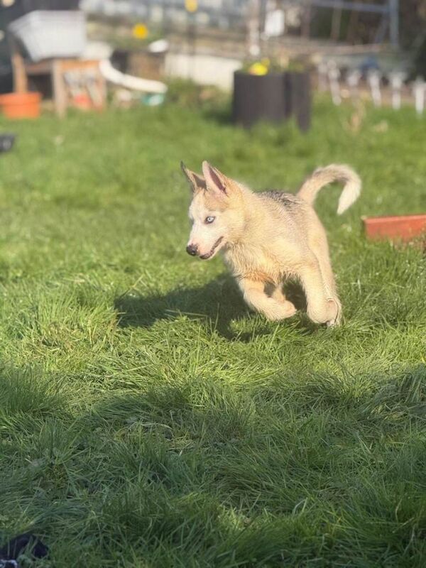 Huskies puppies - Image 4 of 5