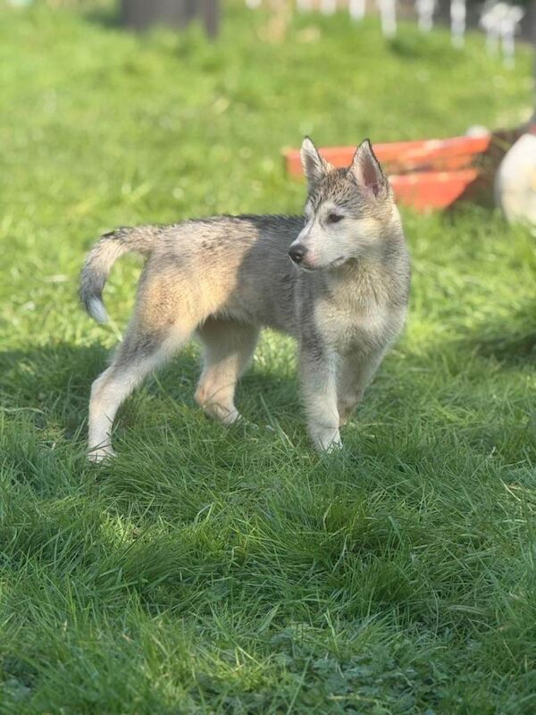 Huskies puppies - Image 5 of 5