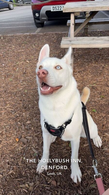Siberian Husky Puppies For Sale Under £1,000