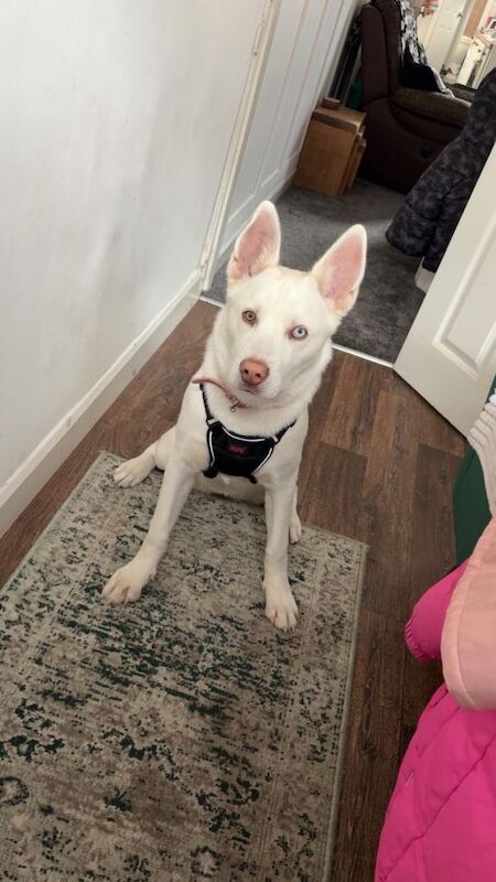 Huskita female - Image 2 of 3