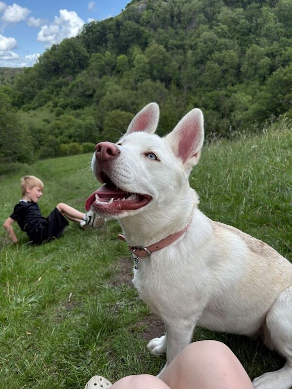 Huskita female - Image 3 of 3
